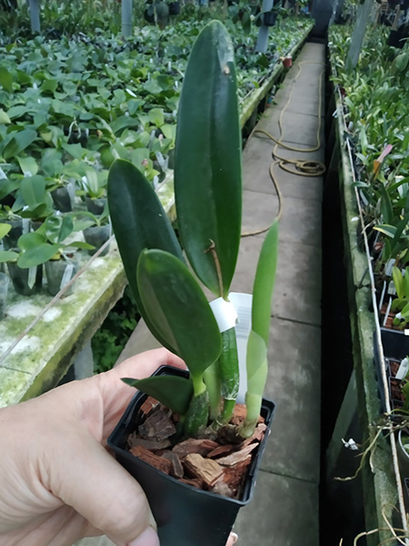 Laelia pumila 'Vinho' x oculata 'Imperatriz'.jpg