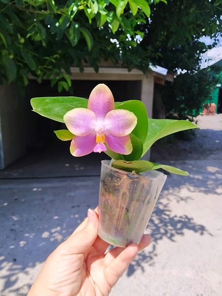 Phalaenopsis Mituo Purple Dragon 'M#30' x Yungho Gelb Canary 'Sunshine'.jpg