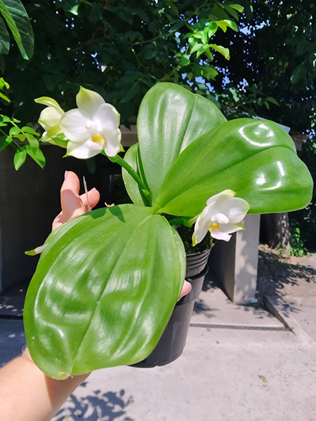 Phalaenopsis Mituo Purple Dragon 'BLue White' x Mituo Golden Tiger 'TTT'.jpg