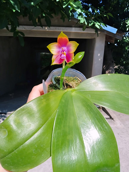 Phalaenopsis Mituo Purple Dragon x Sogo Vivien 'VQ'.jpg