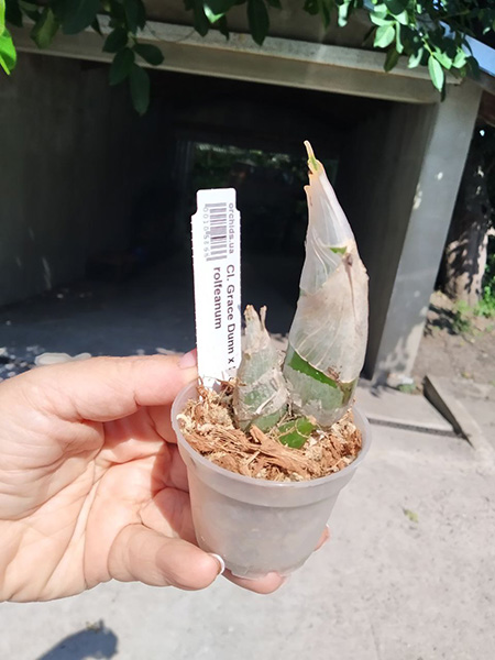 Clowesia Grace Dunn x Mormodes rolfeanum.jpg