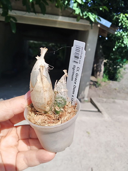 Clowesia Grace Dunn x Mormodes tigrinum.jpg