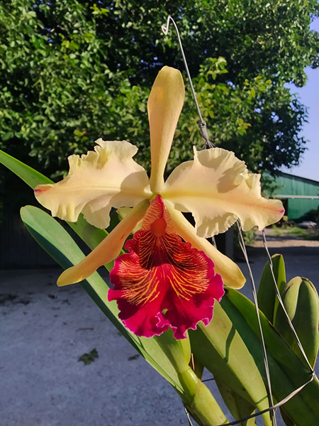 Cattleya dowiana 'Rosita' x self.jpg