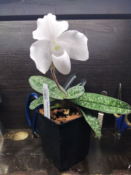 Paphiopedilum niveum (1508).jpg