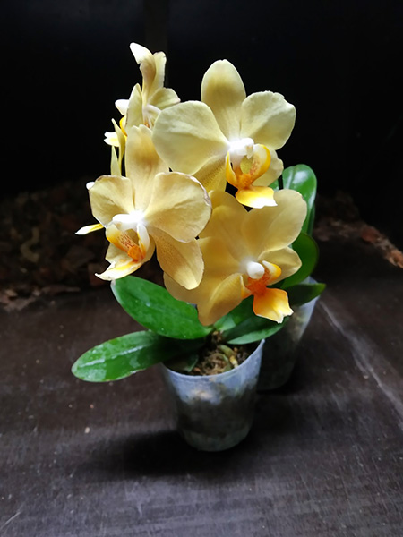 Phalaenopsis Little Emperor.jpg