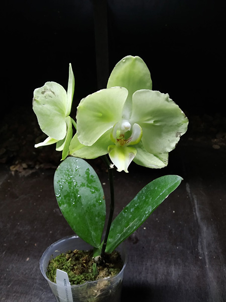 Phalaenopsis Shih-hua Green Apple.jpg