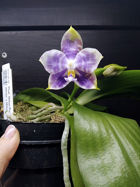 Phalaenopsis Mituo Purple Dragon 'BLue White' x Mituo Golden Tiger 'TTT'.jpg