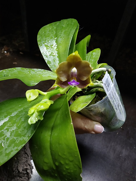 Phalaenopsis Mituo Blue Cat (Mituo Reflex Dragon 'Blue -2' x Mituo Purple Dragon 'Blue Whale').jpg