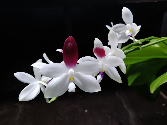Phalaenopsis tetraspis 'C2'.jpg