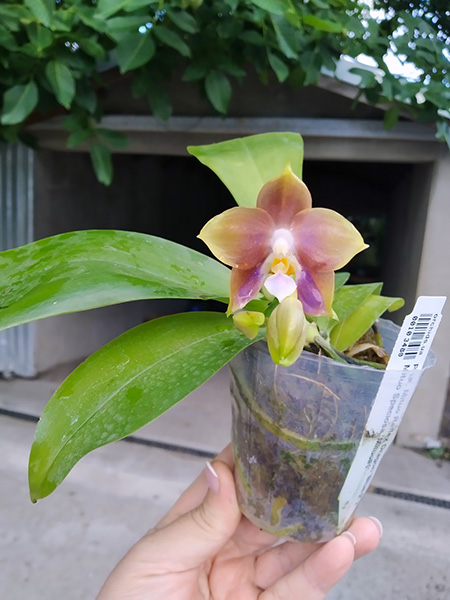 Phalaenopsis Mituo Reflex Dragon 'Blue-2' x Mituo Speciosa 'Mituo#1'.jpg