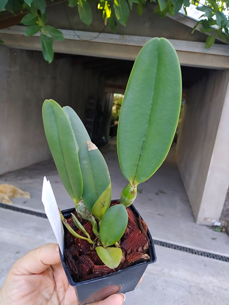 Cattleya lawrenceana albescens 'Carol' x self.jpg