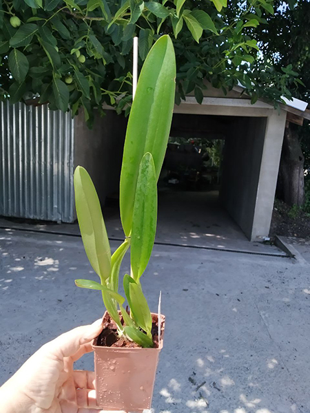 Cattleya mendelii semi-alba clara x self.jpg