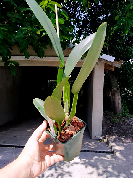 Cattleya warneri coerulea 'Suzuki' x self.jpg