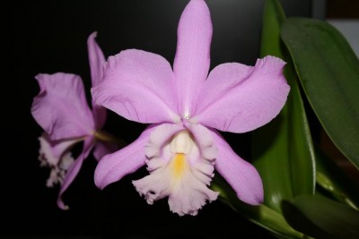 C. MIVA BREEZE 'ALIZEE'.jpg