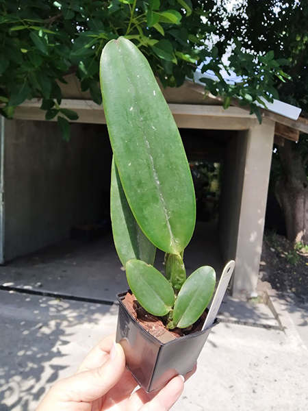 Cattleya mossiae concolor x mossiae tipo.jpg