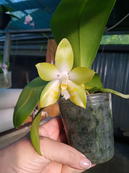 Phalaenopsis Yaphon 'Yellow Story' x Yaphon 'Yellow Bomb'.jpg