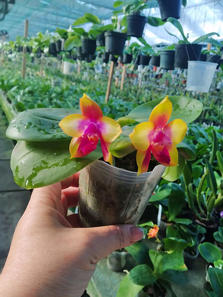 Phalaenopsis Yin’s Black Eagle 'Nobby’s B'.jpg