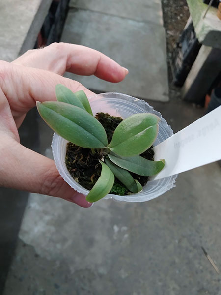 Aerangis seegeri.jpg