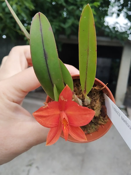 Sophronitis coccinea 'Colibri' x self.jpg