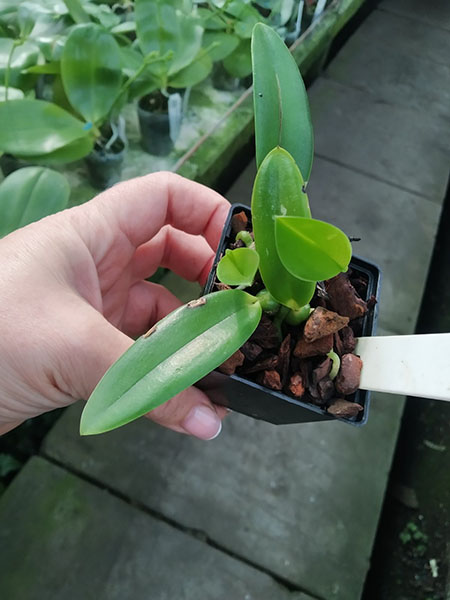 Laelia pumila alba 'Mt Snow Storm' x Laelia alaori alba 'Snowflake'.jpg