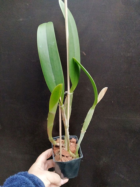 Cattleya lueddemanniana tipo 'Royal Flash' x Cattleya lueddemanniana tipo 'Drago'.jpg