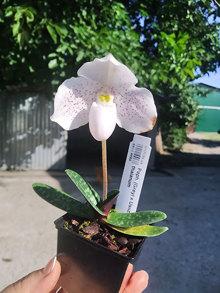 Paphiopedilum (Greyi x Usuzuki) x thaianum.jpg