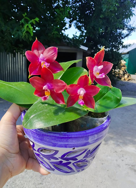 Phalaenopsis Mituo Reflex Dragon 'Blue - 2' x Mituo Love 'Rainbow-520'.jpg