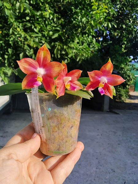 Phalaenopsis Mituo Reflex Dragon 'Blue - 2' x Mituo Love 'Rainbow-520'.jpg