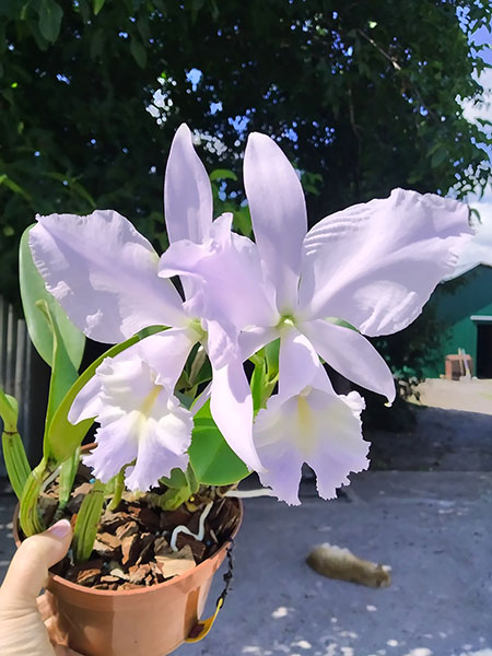 Cattleya Sea Breeze 'Blue Ribbon'.jpg