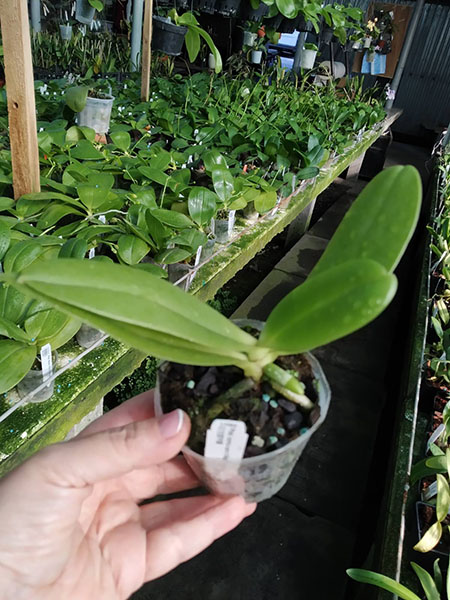 Phalaenopsis cornu cervi Red (Joseph Wu).jpg