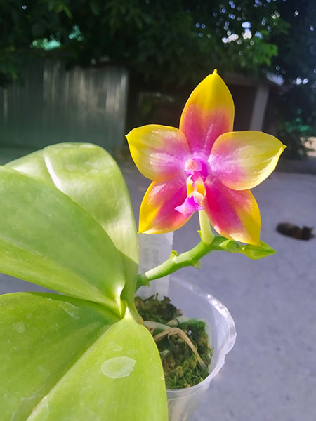 Phalaenopsis Mituo Purple Dragon x Sogo Vivien 'VQ'.jpg