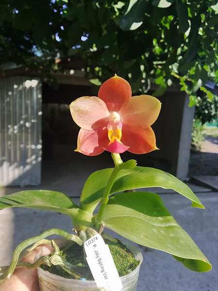 Phalaenopsis Joy Spring Venus x Mambo.jpg