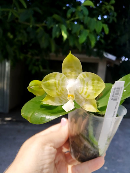 Phalaenopsis Mituo Golden Tiger 'TTT'.jpg