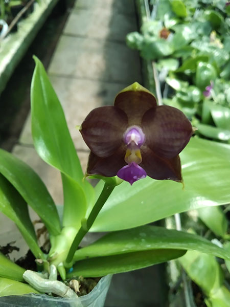 Phalaenopsis Mituo 24 Solar Terms 'Black Angel'.jpg