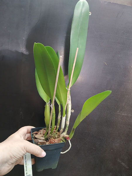 Brassocattleya Mount Hood 'Mary'.jpg