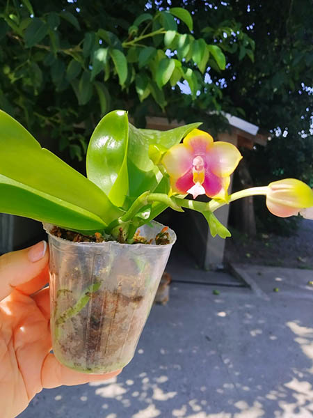 Phalaenopsis Mituo Purple Dragon x Sogo Vivien 'VQ'.jpg