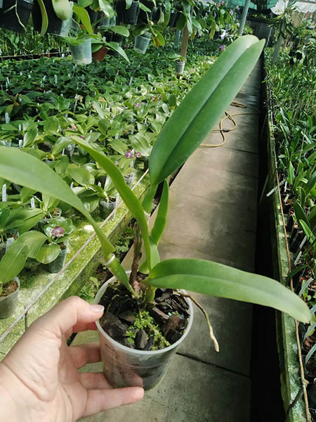 Cattleya dowiana (Hui Yun).jpg