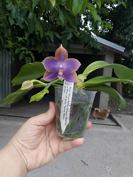 Phalaenopsis Mituo Reflex Dragon 'Blue -2' x Mituo 24 Solar Terms 'Black Angel'.jpg