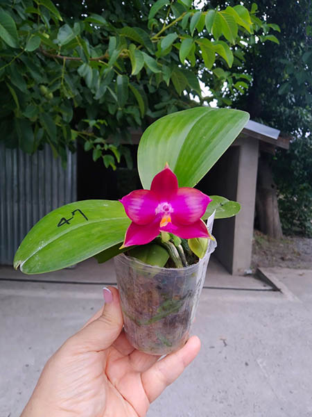 Phalaenopsis Mituo Reflex Dragon 'Blue - 2' x Mituo Love 'Rainbow-520'.jpg