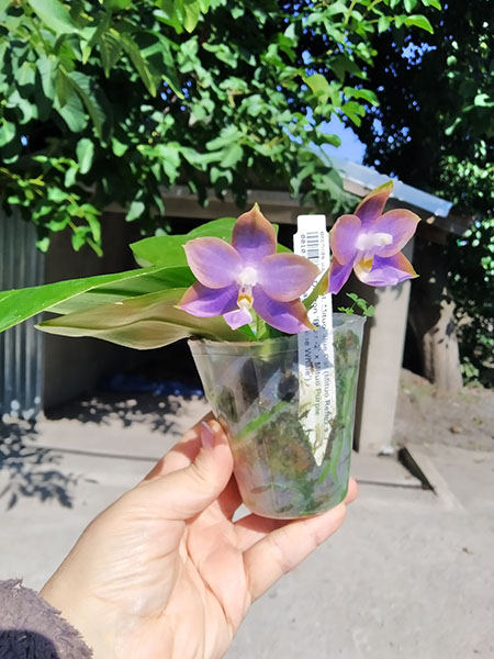 Phalaenopsis Mituo Blue Cat (Mituo Reflex Dragon 'Blue -2' x Mituo Purple Dragon 'Blue Whale').jpg