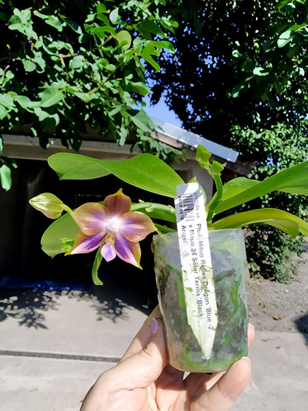 Phalaenopsis Mituo Reflex Dragon 'Blue -2' x Mituo 24 Solar Terms 'Black Angel'.jpg
