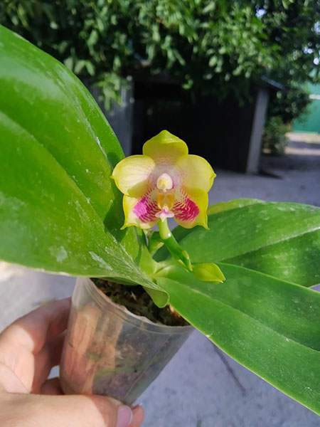 Phalaenopsis Mituo Purple Dragon x Sogo Vivien 'VQ'.jpg