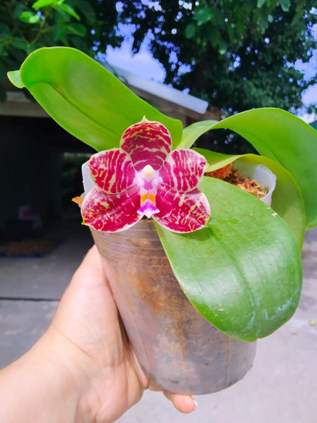 Phalaenopsis Joey 'Yu Fu' x Kung's Red Cherry 'Jon'.jpg