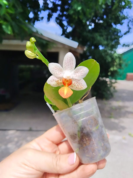 Phalaenopsis Mini Mark.jpg