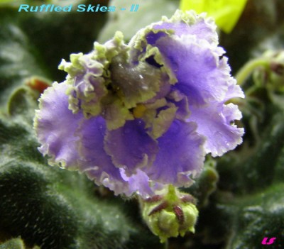 Только зацветает