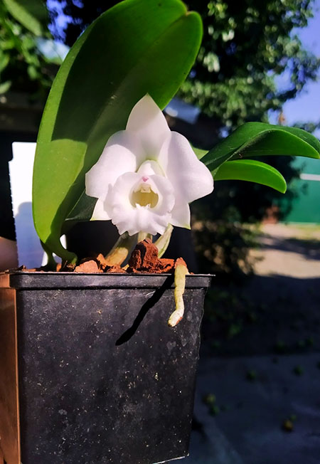 Laelia alaori escura 'Carnaval' x alaori escura 'Gemini I'.jpg