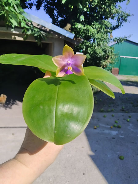 Phalaenopsis Mituo Princess 'Black Beauty' x (Lyndon Gold Ring x Miro Super Star).jpg