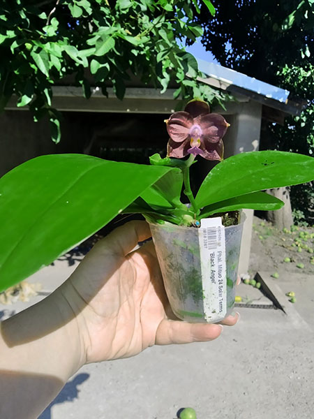 Phalaenopsis Mituo 24 Solar Terms 'Black Angel'.jpg