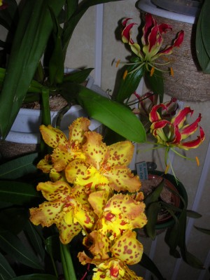 Rotation of DSCN3077.JPG