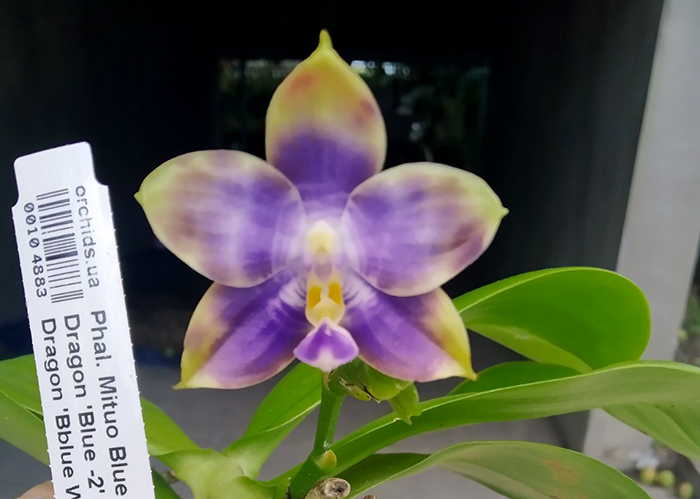 Phalaenopsis Mituo Blue Cat.jpg